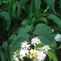Heptacodium jasminoides fleur